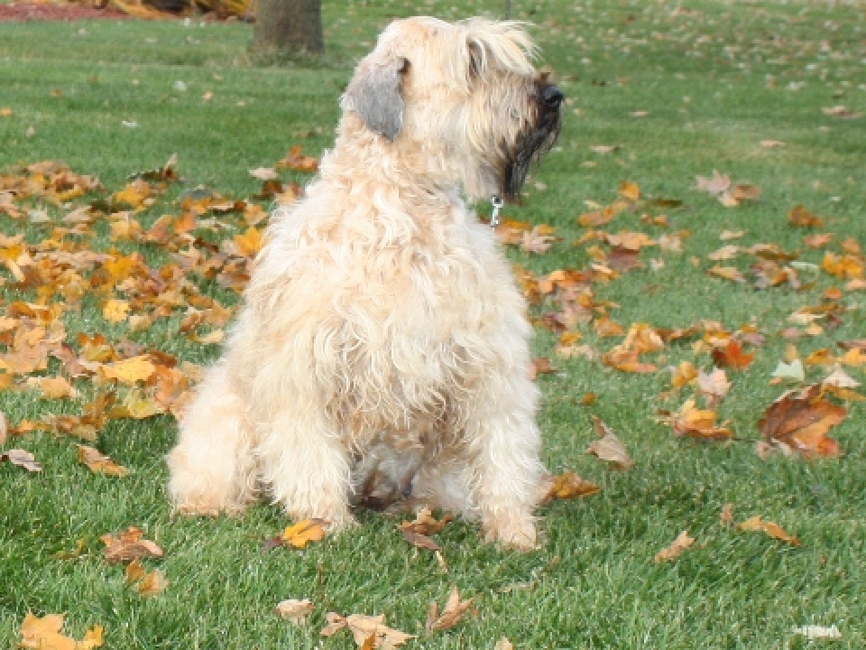 Soft Coated Wheaten Terrier - American Haircoat
