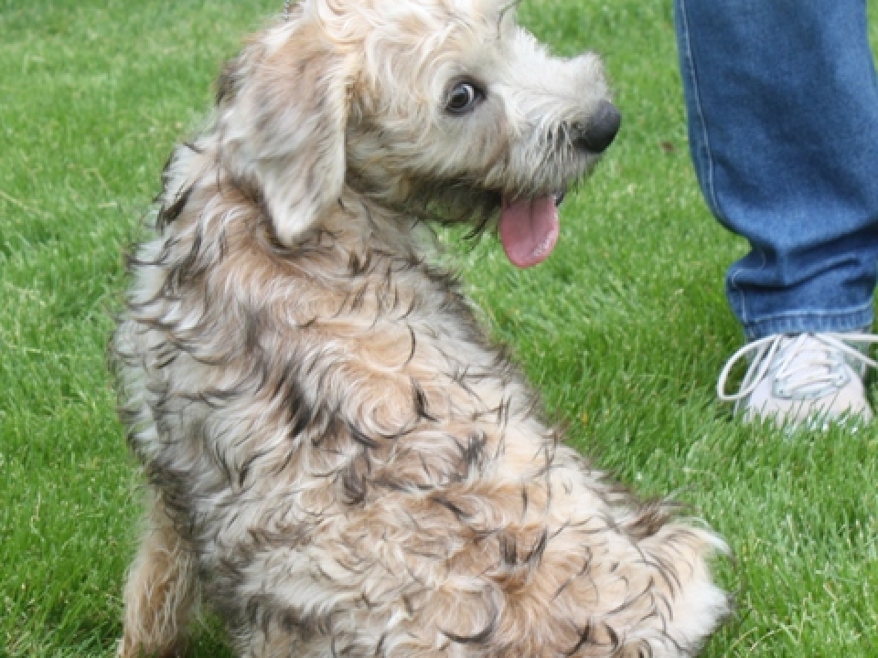 Soft Coated Wheaten Terrier - Irish Haircoat 